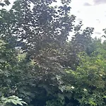 Riverside Homestay